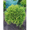 THUJA occidentalis MIRJAM