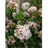 VIBURNUM burkwoodii ANNE RUSSELL