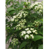 VIBURNUM dentatum BLUE MUFFIN