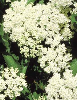 VIBURNUM dentatum BLUE MUFFIN