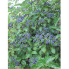 VIBURNUM dentatum BLUE MUFFIN