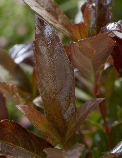 VIBURNUM odoratissimum COPPERTOP