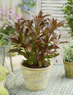 VIBURNUM odoratissimum COPPERTOP