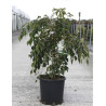 STYRAX japonica FRAGRANT FOUNTAIN® En pot de 12-15 litres