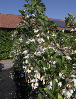 STYRAX japonica FRAGRANT FOUNTAIN®