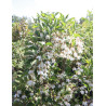 STYRAX japonica FRAGRANT FOUNTAIN®