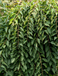 STYRAX japonica FRAGRANT FOUNTAIN®
