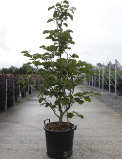 STYRAX obassia En pot de 30-35 litres