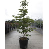 STYRAX obassia En pot de 30-35 litres