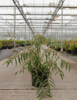 STACHYURUS salicifolius En pot de 10-12 litres