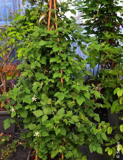 MÛRE-FRAMBOISE TAYBERRY BOUNTY BERRY