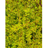 BERBERIS thunbergii GOLDEN DREAM