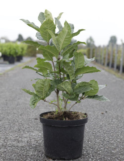 CHIONANTHUS virginicus En pot de 10-12 litres