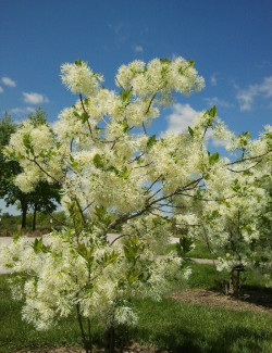 CHIONANTHUS virginicus