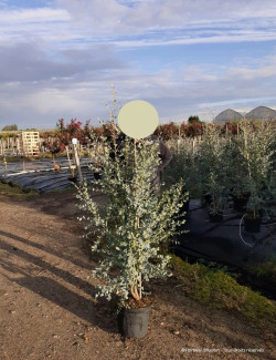 EUCALYPTUS gunnii SILVERANA En pot de 10-12 litres