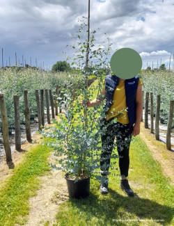 EUCALYPTUS gunnii SILVERANA En pot de 15-20 litres forme baliveau