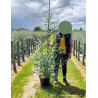 EUCALYPTUS gunnii SILVERANA En pot de 15-20 litres forme baliveau