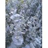 EUCALYPTUS gunnii SILVERANA