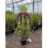 GRISELINIA littoralis En pot de 15-20 litres