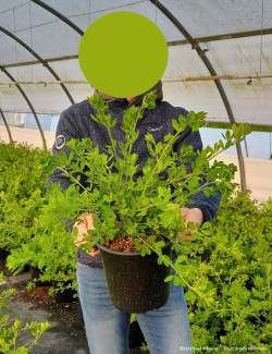 GENISTA PORLOCK En pot de 4-5 litres
