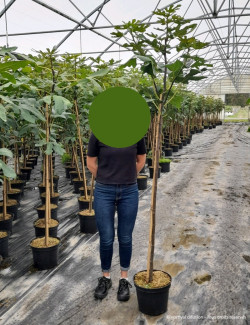 FIGUIER En pot de 15-20 litres forme tige hauteur du tronc 110-130 cm