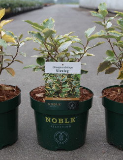 ELAEAGNUS ebbingei VIVELEG En pot 3-4 litres
