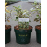 ELAEAGNUS ebbingei VIVELEG En pot 3-4 litres