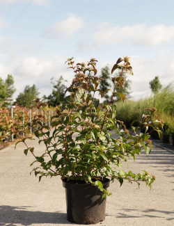 DIERVILLA En pot de 10-12 litres