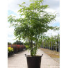 GLEDITSIA triacanthos INERMIS En pot de 70-90 litres