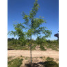 GLEDITSIA triacanthos INERMIS