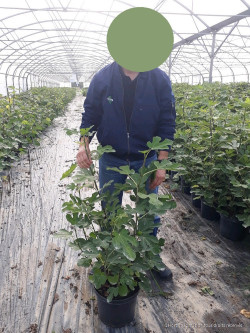 FIGUIER En pot de 10-12 litres