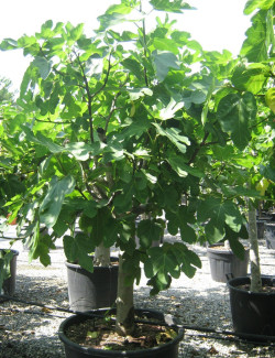 FIGUIER En pot de 70-90-110 litres forme tige hauteur de tronc 90-110 cm