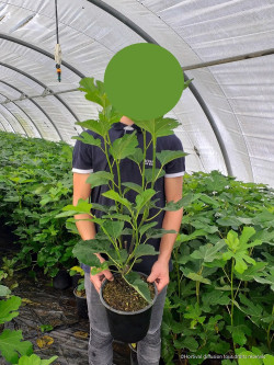 FIGUIER En pot de 4-5 litres