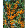 HIPPOPHAE rhamnoides BOTANICA