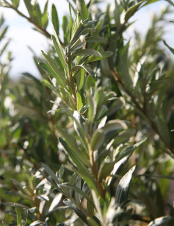 HIPPOPHAE rhamnoides BOTANICA