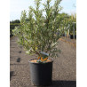 HIPPOPHAE rhamnoides En pot de 10-12 litres