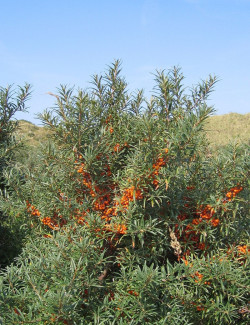 HIPPOPHAE rhamnoides FRIESDORFER ORANGE