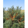 HIPPOPHAE rhamnoides FRIESDORFER ORANGE