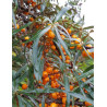 HIPPOPHAE rhamnoides FRIESDORFER ORANGE