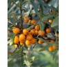 HIPPOPHAE rhamnoides POLLMIX