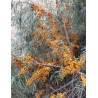 HIPPOPHAE rhamnoides LEIKORA