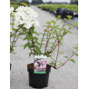 HYDRANGEA paniculata En pot de 3-4 litres
