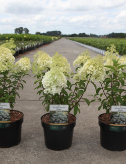 HYDRANGEA paniculata BOBO En pot de 3-4 litres