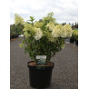 HYDRANGEA paniculata BOBO En pot de 10-12 litres