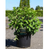 HYDRANGEA paniculata BOBO En pot de 10-12 litres