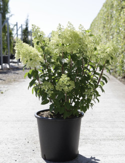 HYDRANGEA paniculata BOBO En pot de 25-30 litres