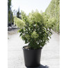 HYDRANGEA paniculata BOBO En pot de 25-30 litres