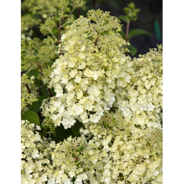 HYDRANGEA paniculata BOBO