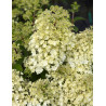 HYDRANGEA paniculata BOBO