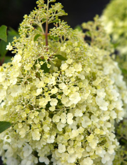 HYDRANGEA paniculata BOBO